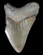 Partial, Serrated Megalodon Tooth - Georgia #41578-1